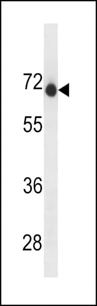 ENDOD1 Antibody (aa255-284)