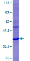 Human DEFA6 / Defensin 6 Protein (Recombinant GST)