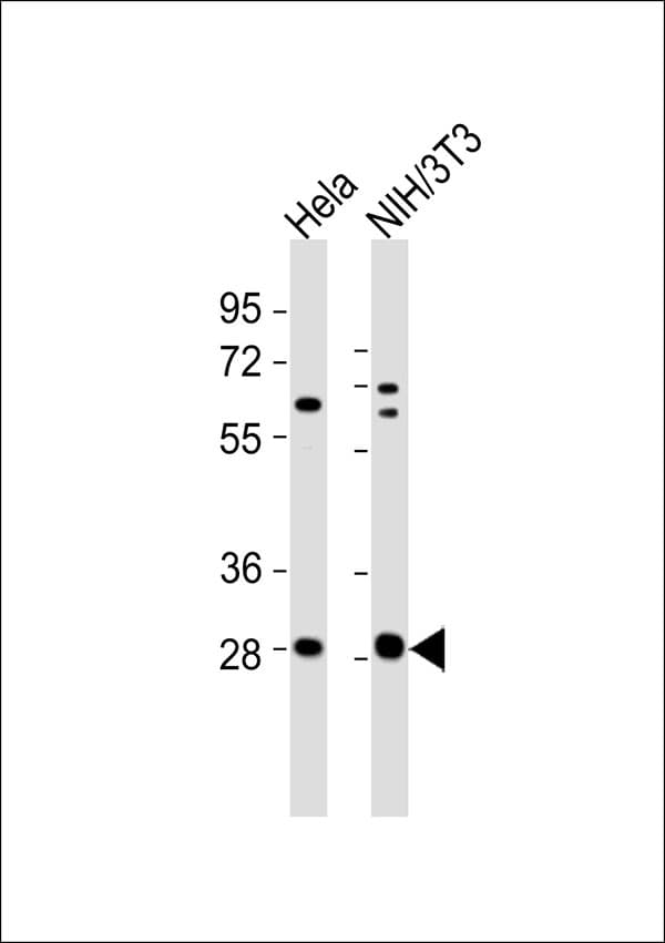 YWHAG / 14-3-3 Gamma Antibody