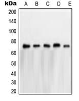 NXF1 / TAP Antibody (N-Terminus)