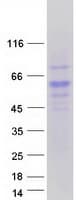 Human RTN4RL2 Protein (Recombinant Myc-DDK (Flag))