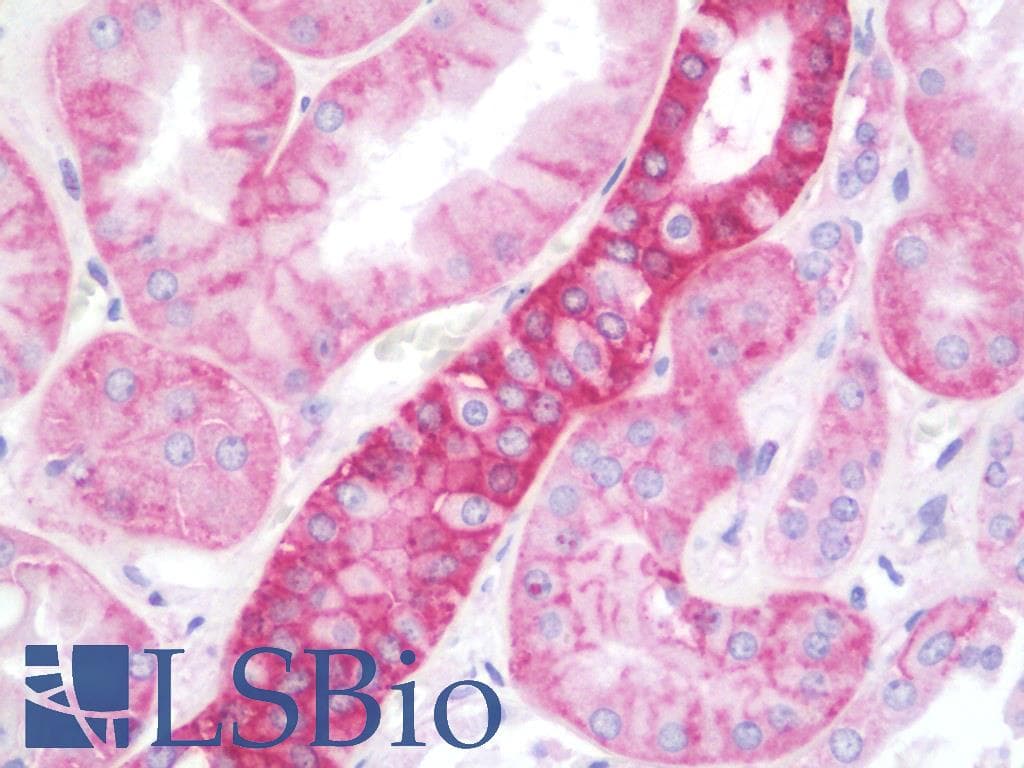 IHC-plus™ RAB1A Antibody (C-Terminus)