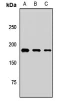 ALS2 / Alsin Antibody