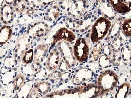PRPSAP2 Antibody (clone OTI1E3, Carrier-free)