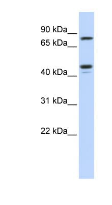 CHST6 Antibody (aa288-337)