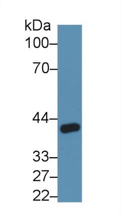 ANGPTL4 Antibody (aa182-394, Biotin)