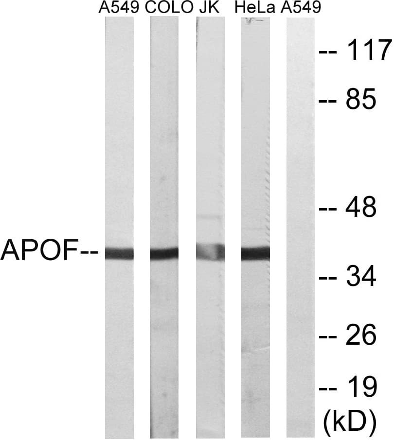 Polyclonal Rabbit anti-Human APOF / Apolipoprotein F Antibody (aa221-270, WB)