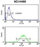 Polyclonal Rabbit anti-Human IL1A / IL-1 Alpha Antibody (aa177-206, IHC, WB)