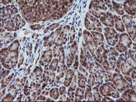 RFPL3 Antibody (clone OTI2G4)