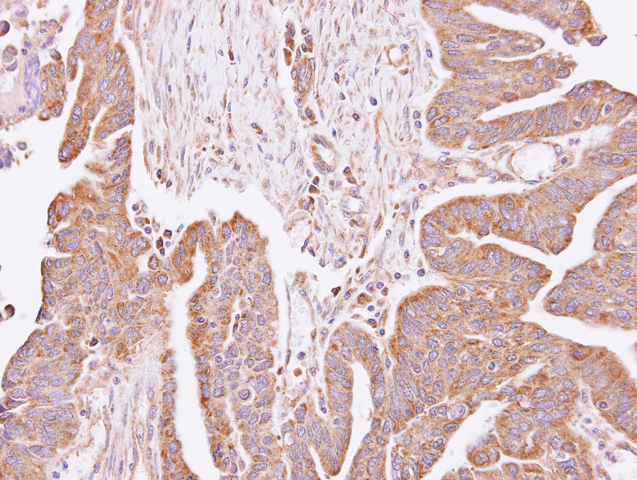 C4orf19 Antibody (aa127-314)