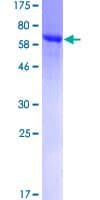 Human PSMD5 Protein (Recombinant GST)