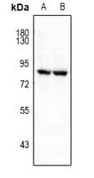 FRS2 Antibody