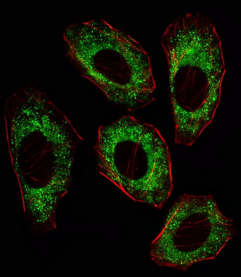SRC Antibody (clone 17AT28)