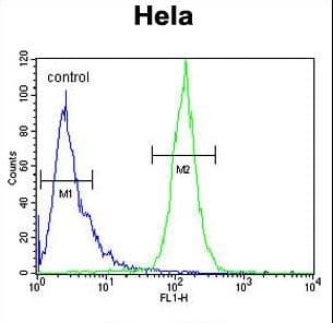 Polyclonal Rabbit anti-Human PPIC / Cyclophilin C Antibody (aa61-89, IHC, WB)