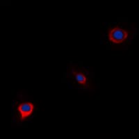 WWOX Antibody (N-Terminus)