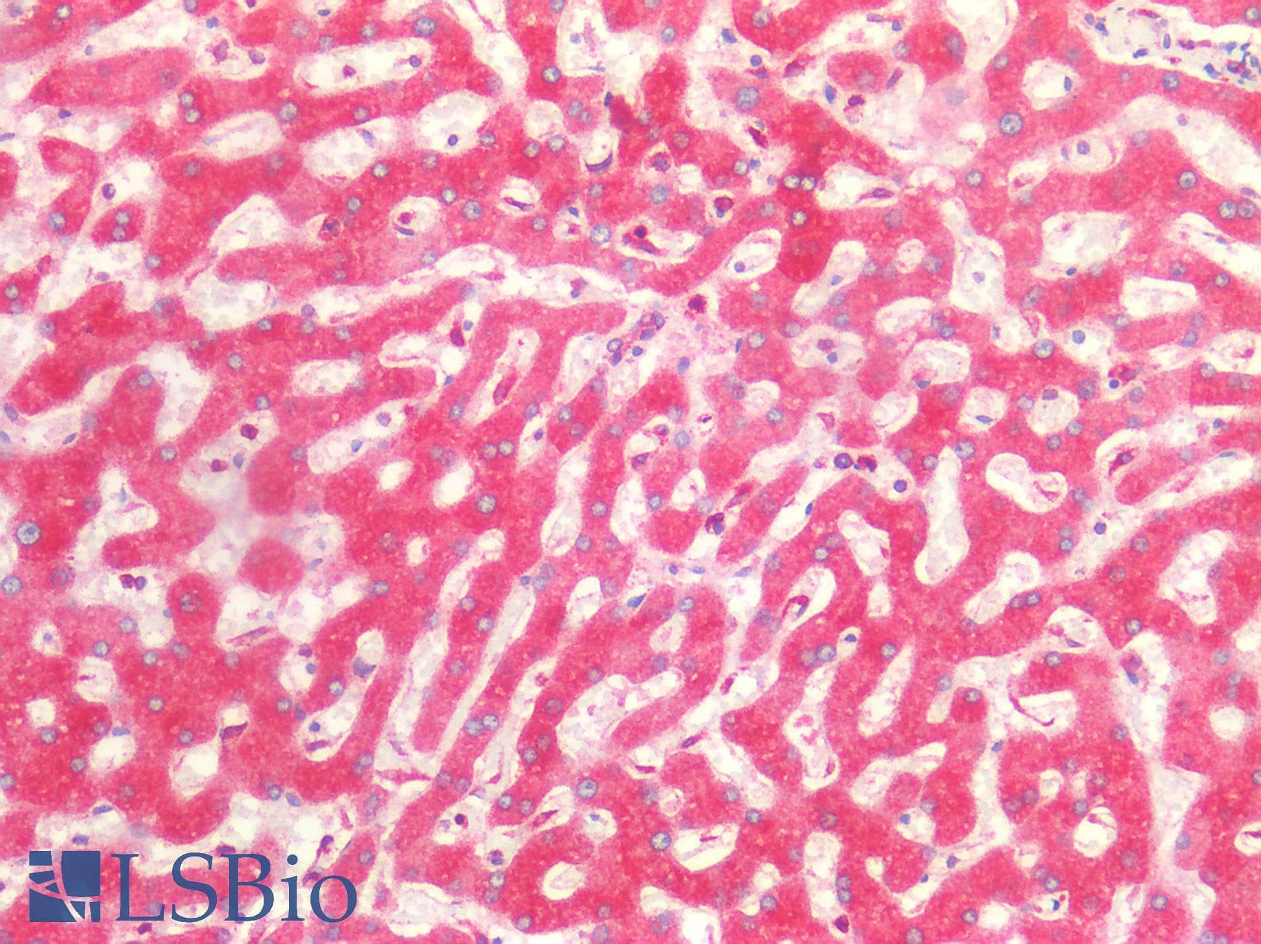 CANX / Calnexin Antibody