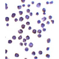 FOXD4L1 / FOXD5 Antibody