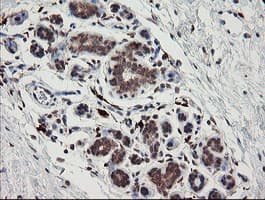 SNX8 Antibody (clone OTI1A1)