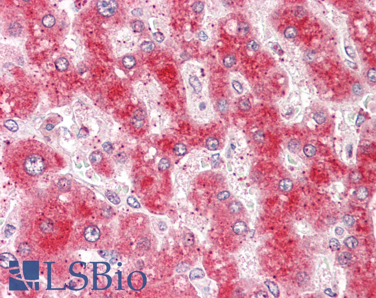 IHC-plus™ Monoclonal Mouse anti-Human CYPOR / POR Antibody (clone 6C4, IHC, IF, WB)
