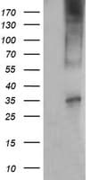 CD1C Antibody (clone OTI1F4)