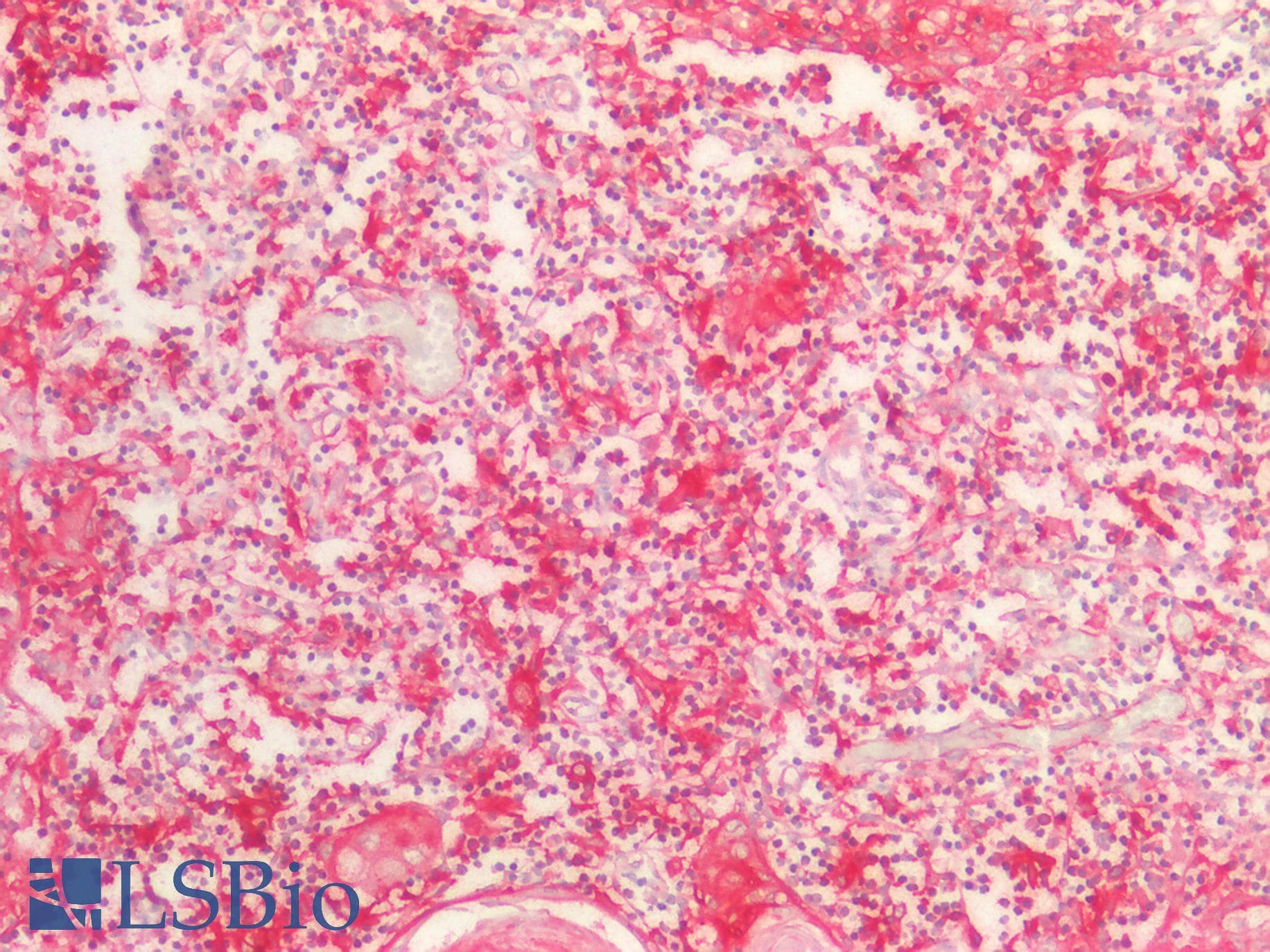 IHC-plus™ BMP8B Antibody (aa253-302)