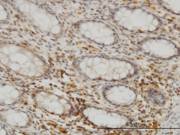 Monoclonal Mouse anti-Human SEPHS2 Antibody (clone 2G9, IHC, WB)