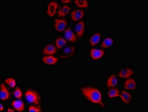 FPR3 / FPRL2 Antibody