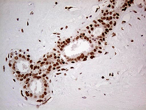 Fatso Antibody (clone OTI4A1)
