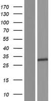 HLA-DRB3 Protein (Over-Expression Lysate Myc-DDK (Flag))