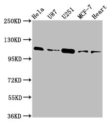 TMEM16B / ANO2 Antibody