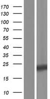 CRYGA Protein (Over-Expression Lysate Myc-DDK (Flag))