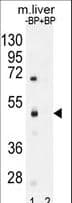 SAMD8 Antibody (aa38-67)