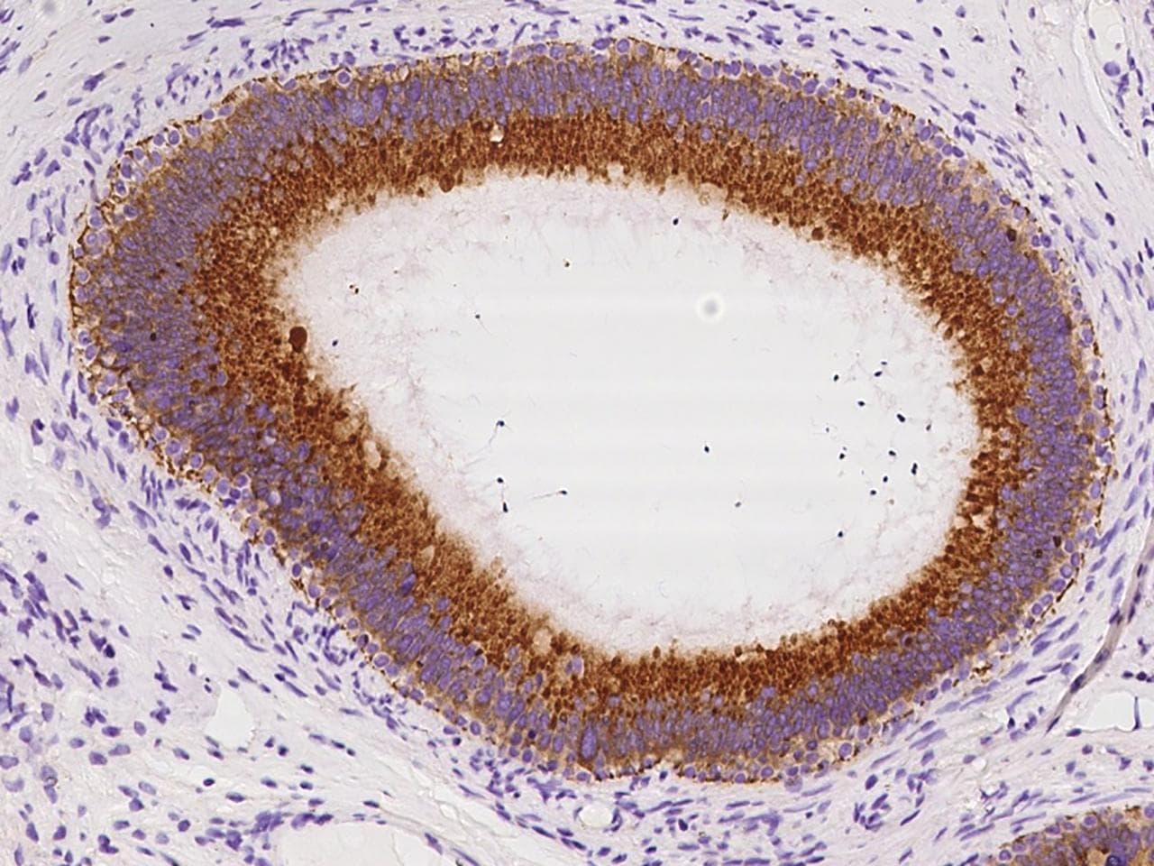SLC30A3 / ZNT3 Antibody
