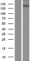 CAMTA2 Protein (Over-Expression Lysate Myc-DDK (Flag))
