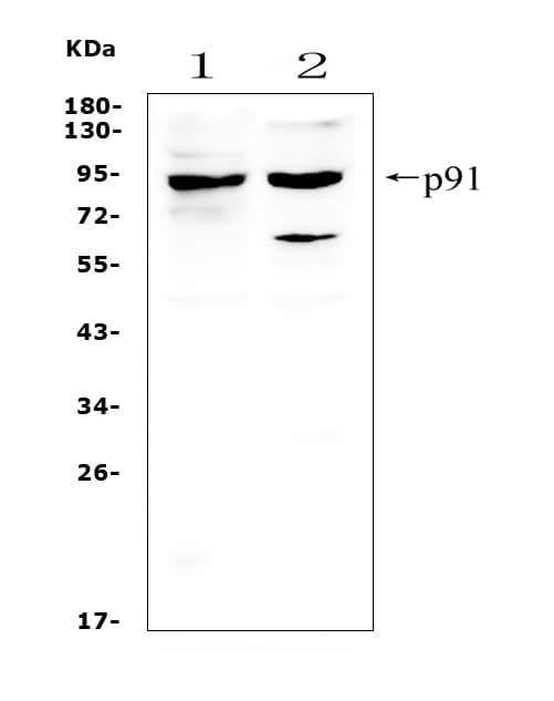 STAT1 Antibody