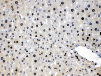 Polyclonal Rabbit anti-Human NFIA / Nuclear Factor 1 Antibody (IHC, WB)