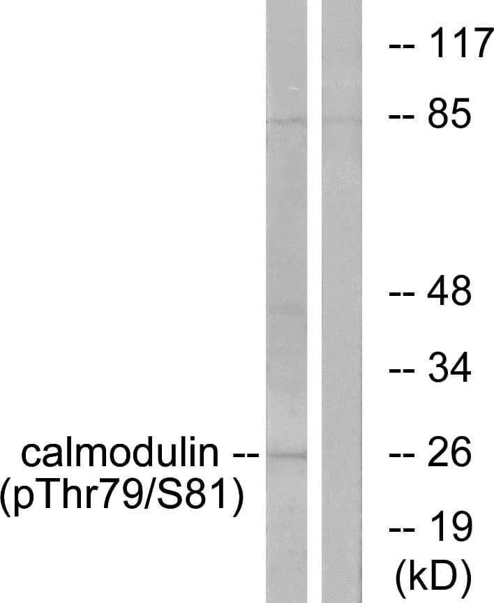 Calmodulin Antibody (phospho-Thr79)