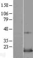 SNAPIN Protein (Over-Expression Lysate Myc-DDK (Flag))
