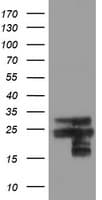 VBP1 Antibody (clone OTI2B12)