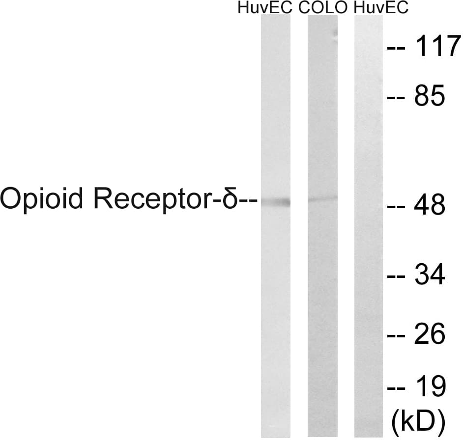 Polyclonal Rabbit anti-Human OPRD1 / Delta Opioid Receptor Antibody (aa323-372, IHC, WB)