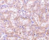 Polyclonal Rabbit anti-Mouse RIPK3 / RIP3 Antibody (aa473-486, IHC, WB)