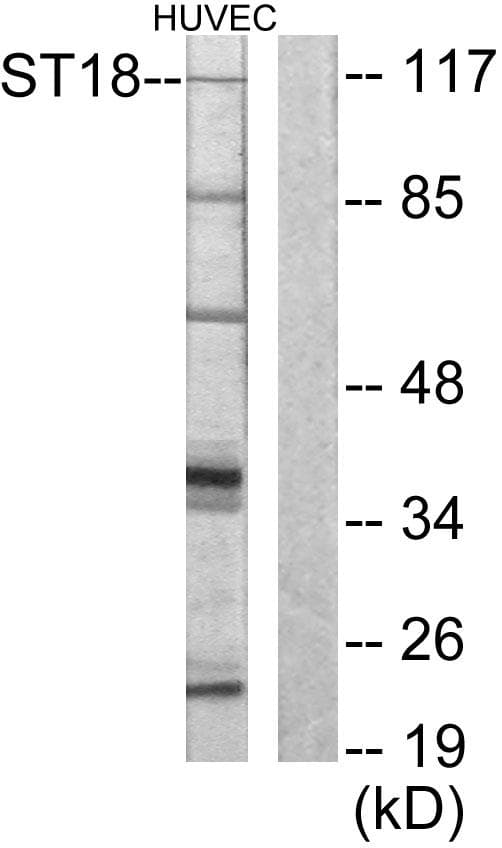 ST18 Antibody