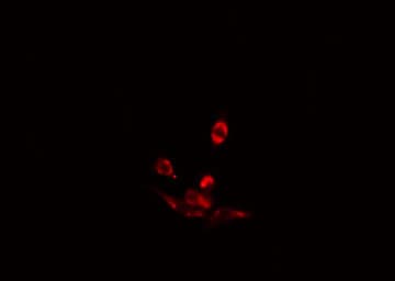 Polyclonal Rabbit anti-Human RFX3 Antibody (IF, WB)