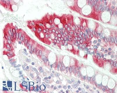 IHC-plus™ CYP3A4 / Cytochrome P450 3A4 Antibody
