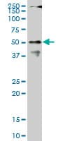 CPSF6 Antibody (clone 1C5)