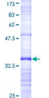 Human BAR / BFAR Protein (Recombinant GST, N-terminus)