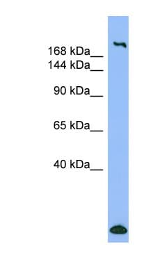 MYH1 Antibody (aa35-84)