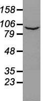 Prominin 2 / PROM2 Antibody (clone OTI3D12)