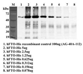 Monoclonal Mouse anti-Human FTO Antibody (clone FT86-4, WB)