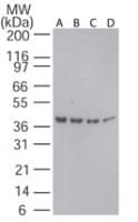 IHC-plus™ ACTB / Beta Actin Antibody (aa2-16)